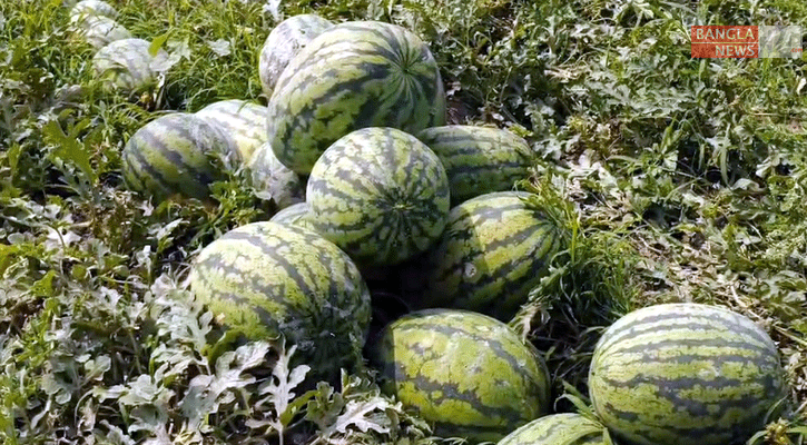 পটুয়াখালীতে তিন হাজার কোটি টাকার তরমুজ বিক্রির সম্ভাবনা 