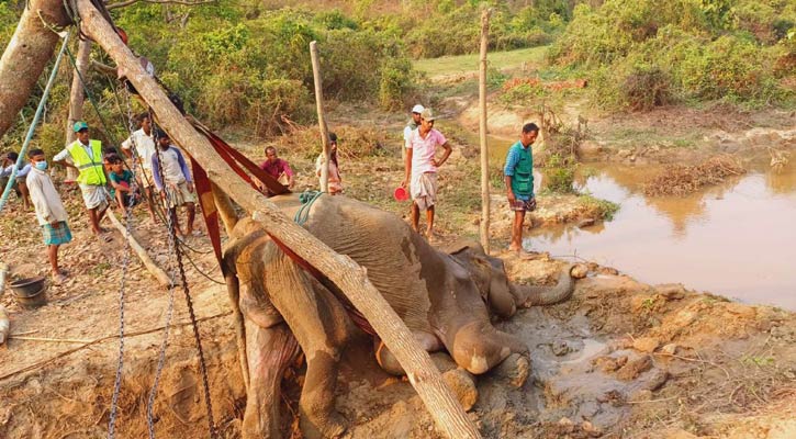 কাদা থেকে উদ্ধার করা সেই হাতির মৃত্যু