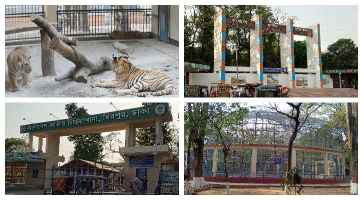 চিড়িয়াখানায় ঈদে দেখা মিলবে বাঘ-জেব্রার শাবক