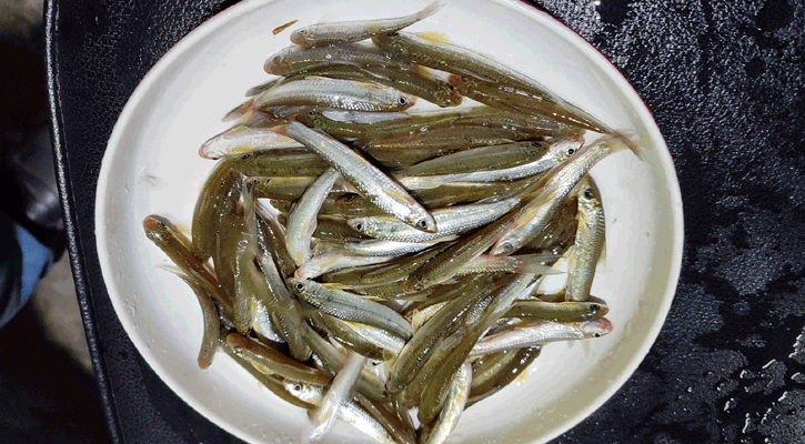 নদী-নালায় ফের মিলবে গোটালি মাছ